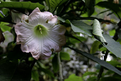 Close-up of flower blooming outdoors