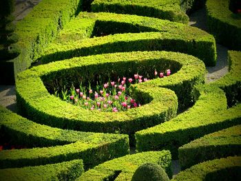 High angle view of plants in garden