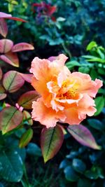 Close-up of pink rose