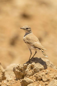 Close-up of bird perching on rock