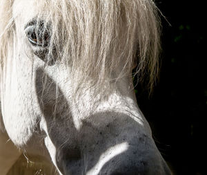 Close-up portrait of a horse