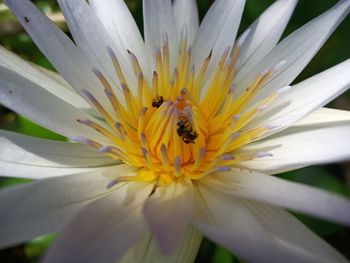 Close-up of bee pollinating flower