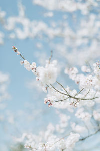 Close-up of white flowers on branch against sky