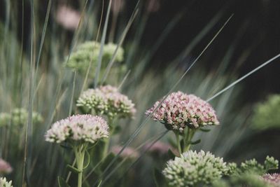 Close-up of pink flowering plants on field