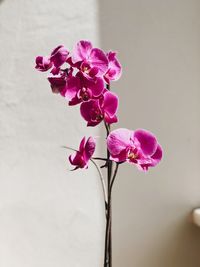 Close-up of pink orchid flowers
