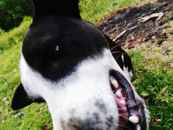 Close-up portrait of dog