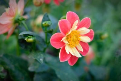 Close-up of lotus blooming outdoors