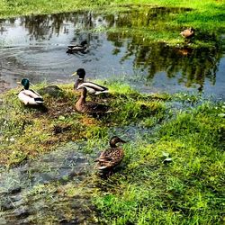 Mallard ducks on lake