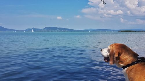 Dog looking at sea against sky