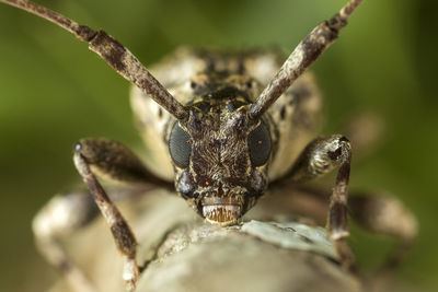 Close-up of insect on leaf