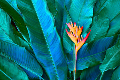 Close-up of blue flowering plant