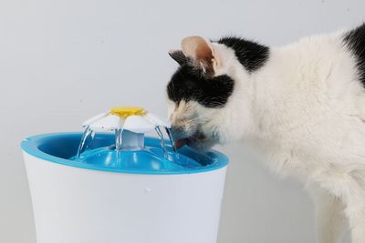 Close-up of a cat over white background