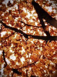 Low angle view of tree in autumn