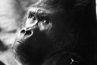 Close-up portrait of a monkey