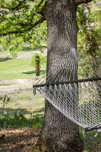 View of lizard on tree trunk