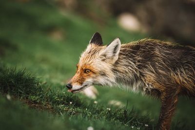 Side view of fox looking away while standing on grass