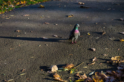 High angle view of bird perching on field