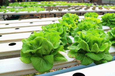 Close-up of vegetables in container