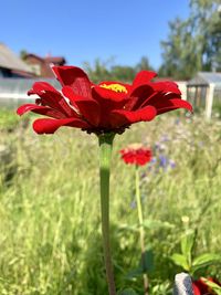 Close-up of red flower on field