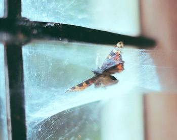 Close-up of insect