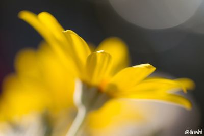 Close-up of yellow flower