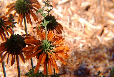 Close-up of orange flowers blooming outdoors