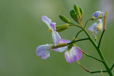 Close-up of purple flowering plant