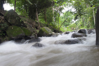 Scenic view of waterfall in forest