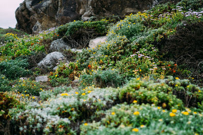 Flowers growing on tree