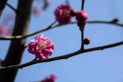Close-up of pink cherry blossom on branch