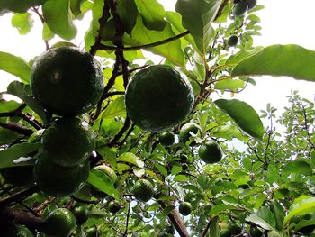 Low angle view of fruits on tree