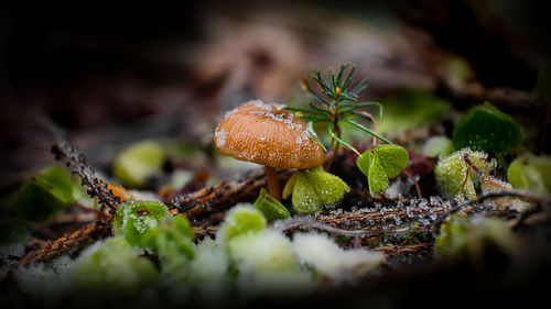 Close-up of mushrooms growing on land