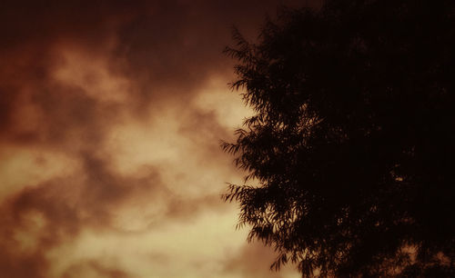 Low angle view of trees against sky