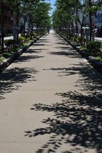 Surface level of footpath amidst trees in city