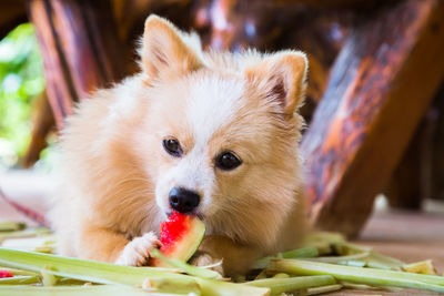 Close-up portrait of a dog