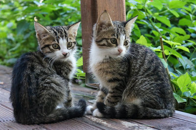 Portrait of two kittens sitting by plants