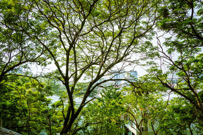 Low angle view of trees against sky