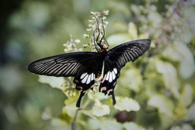 Close-up of butterfly on flower
