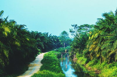 Scenic view of river amidst trees in forest against clear sky