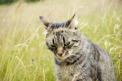 Close-up of a cat looking away