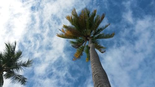 Low angle view of palm tree against sky