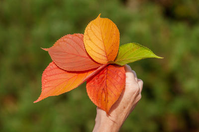 Close-up of orange leaf on plant during autumn