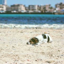 Close-up of dog on beach against sky