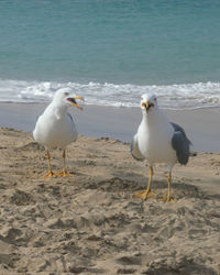 Seagulls on beach