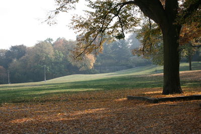 Trees on field during autumn