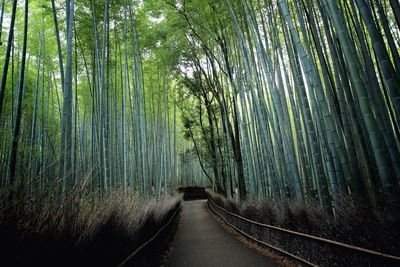 View of bamboo trees in forest