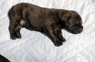 High angle view of puppy sleeping on bed