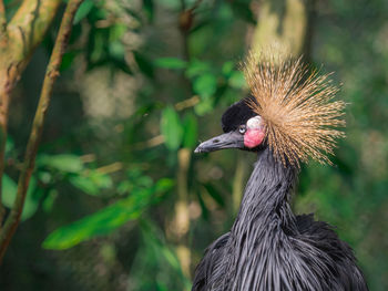 Close-up of a bird