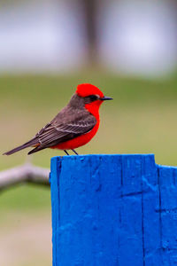 Close-up of bird perching on wooden post