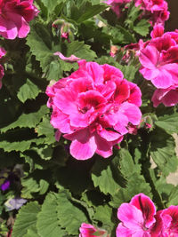 Close-up of pink flower